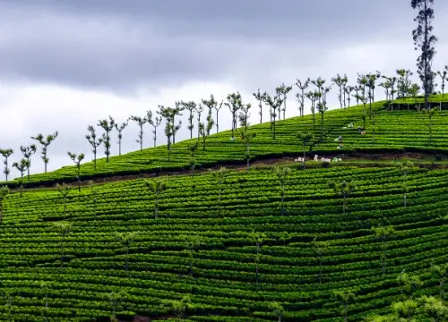 Hill Stations