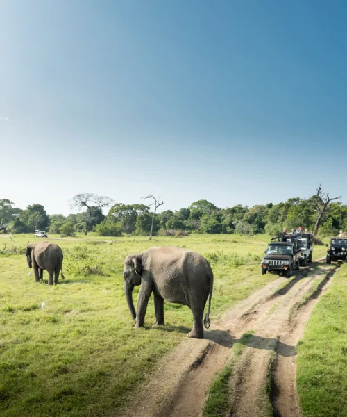 Jungle Safari