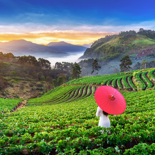 Munnar Weekend Trip