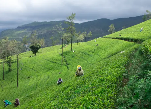 female-tea-picker-tea-plantation-mackwoods