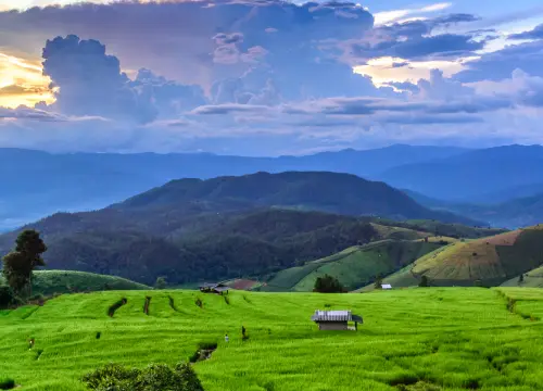 green-terraced-rice-field-chiangmai-thailand