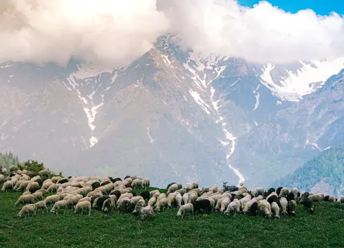 herd-cattle-grazing-green-fields