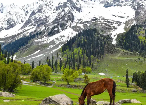 horse-is-grazing-field-with-snow-mountains