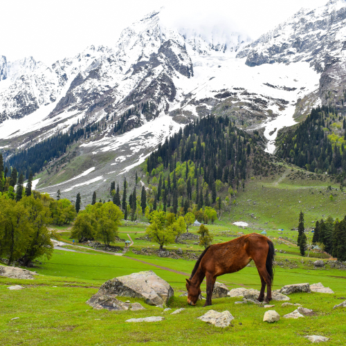 Himachal 7 days Trip