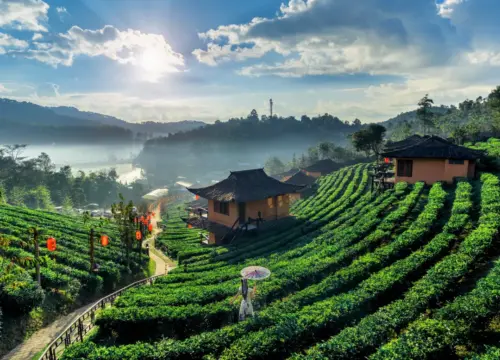 ooty